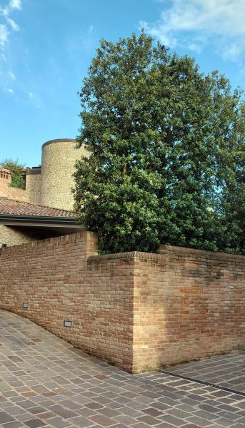 pleached-trees