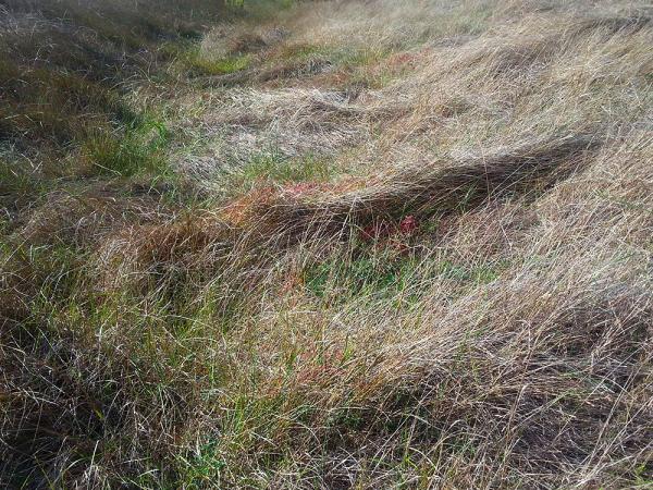 colline-erbose-ottobre
