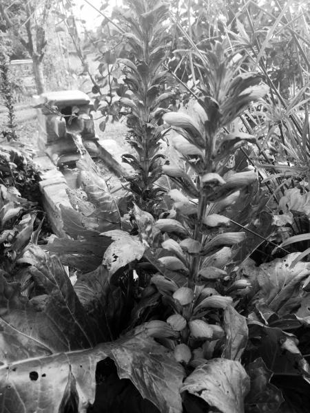 Giardino di campagna
