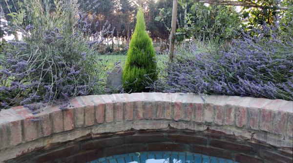 Vegetazione erbe profumate