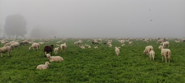Sheeps-grazing-in-the-floodplain-of-the-Po