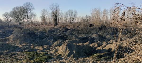 waste-hygrophilous-woods-along-Po-watercourse