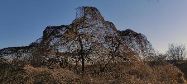 Alien-plant-in-floodplain-of-Po-river