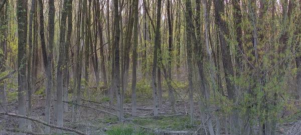 Salix_viminalis-grove-phytoremediation