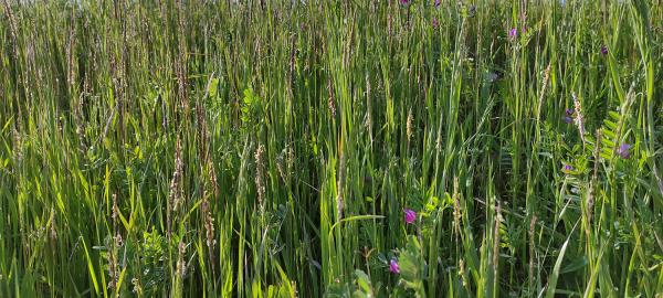 grassland-on-Po-floodplain-enbankments