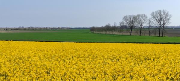 Brassica-napus-vegetation-enhanced-bioremediation.