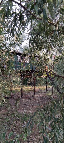 Cabanne nel bosco medicinale