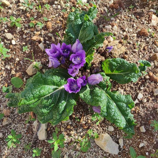 Mandragora autumnalis