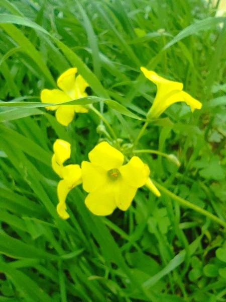 Oxalis pes-caprae