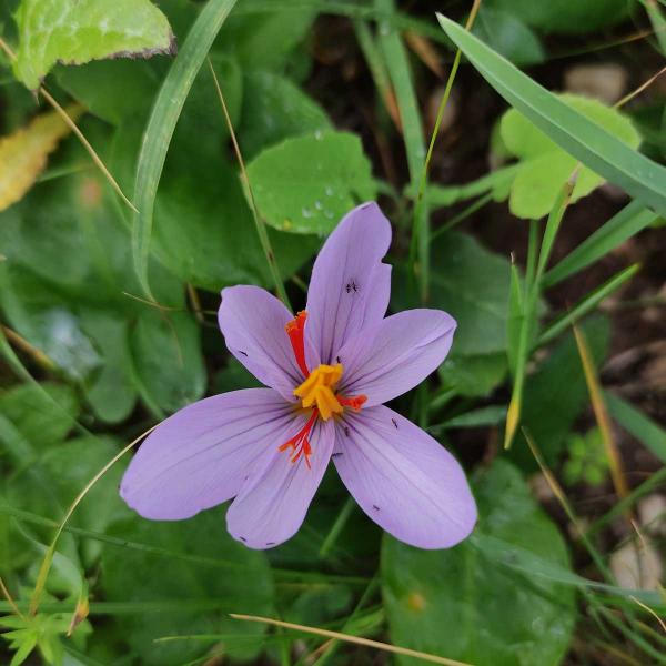 Crocus sativus