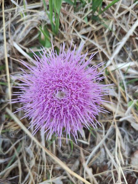 Carlina gummifera