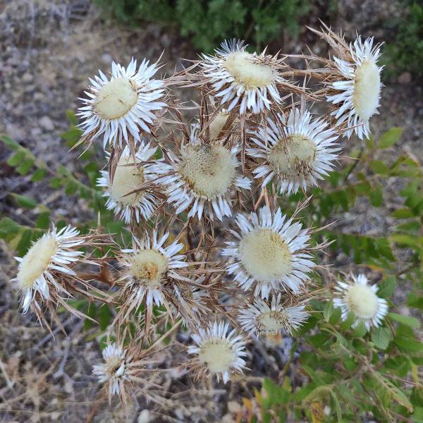 Carlina sicula
