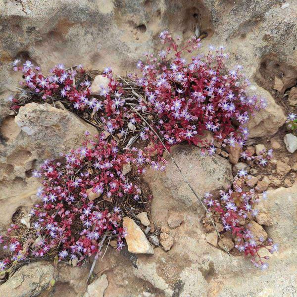 Sedum caeruleum