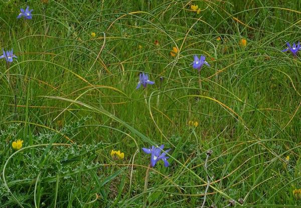 Moraea sisyrinchium foglie lineari