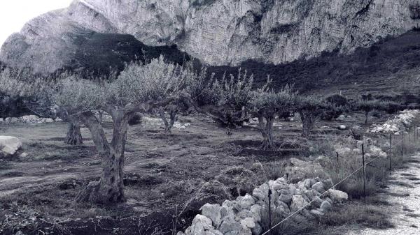 Uliveto