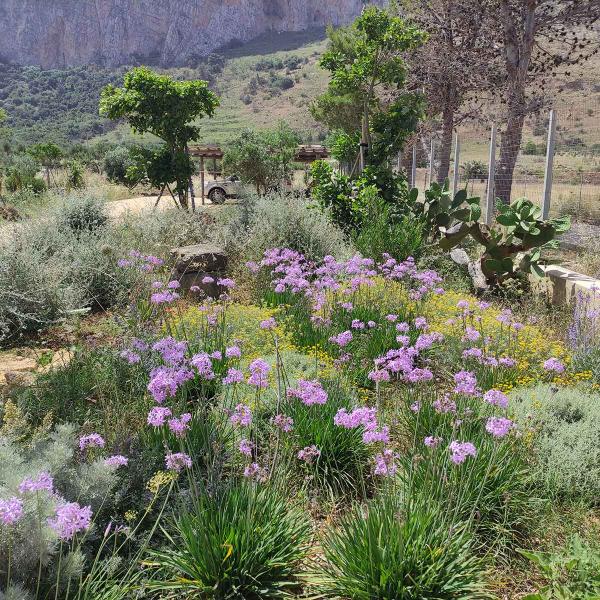 Tulbaghia violacea, Helichrisum italicum, Artemisia arborescens