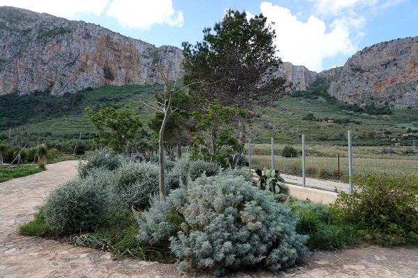 Artemisia arborescens