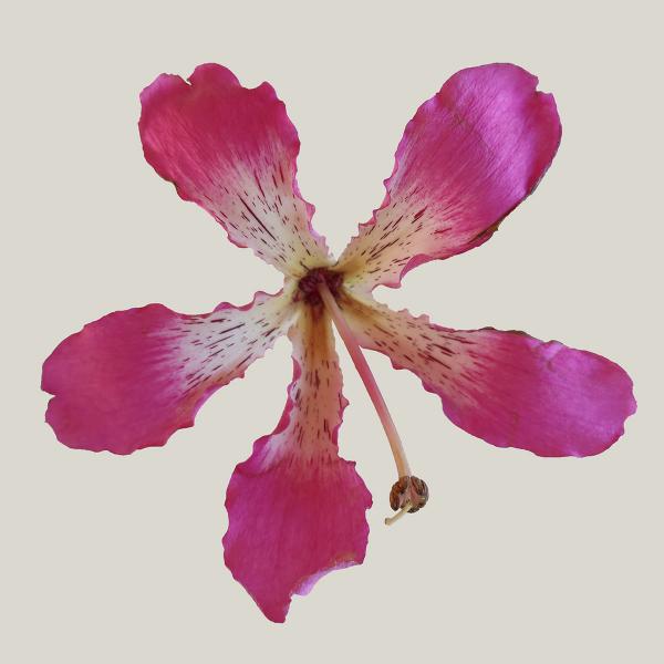 Chorisia speciosa fiori simili a orchidee