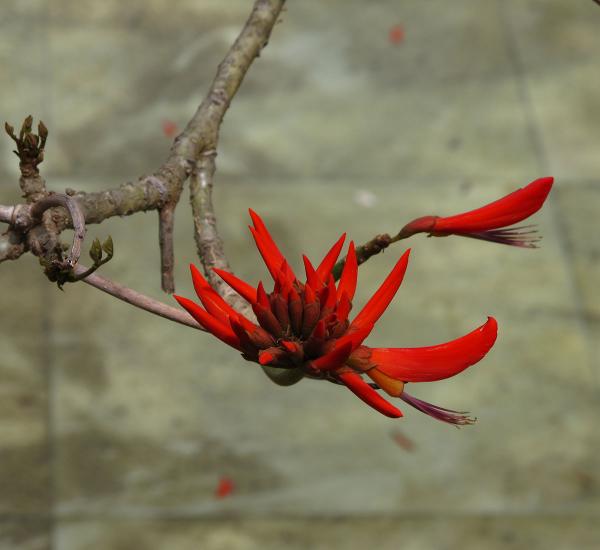 Erythrina caffra