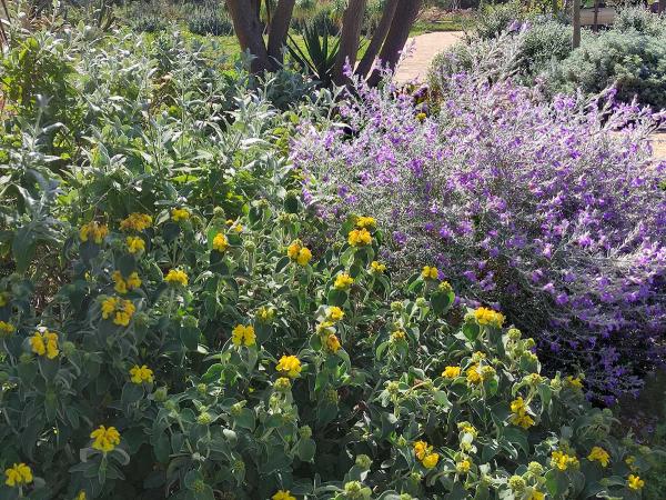 Phlomis grandiflora, Eremophila nivea