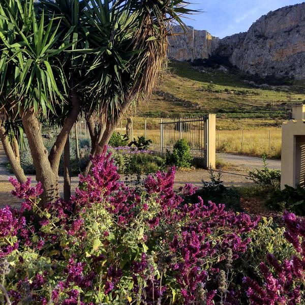 Salvia canariensis