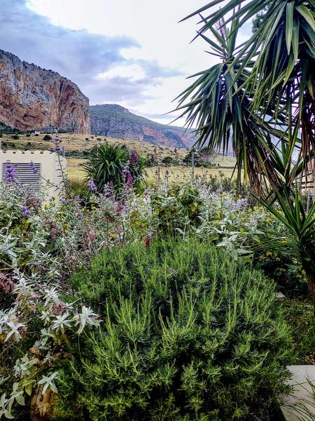 Salvie, Phlomis, Eremophile, Lavandula angustifolia