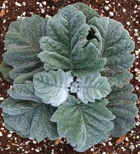 Salvia argentea