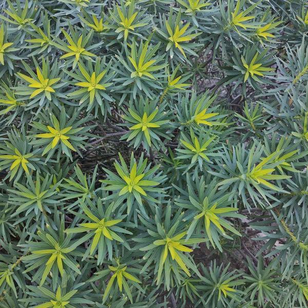 Euphorbia bivonae