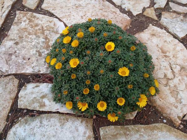 Pallenis maritima