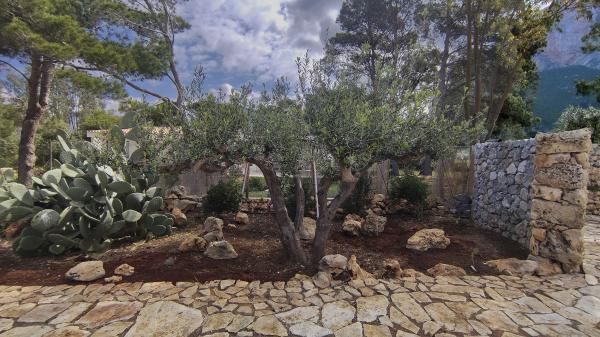giardino mediterraneo con ulivo