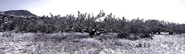 Olivo varietà Biancolilla