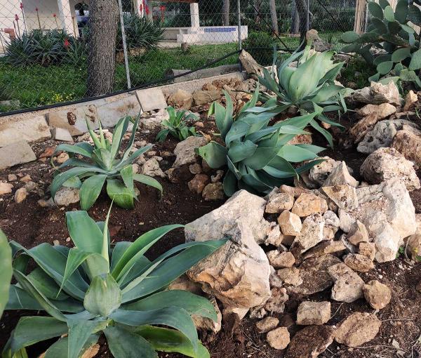 Agave attenuata